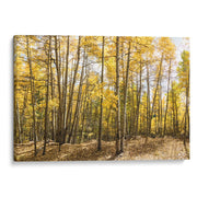 Bosque en otoño