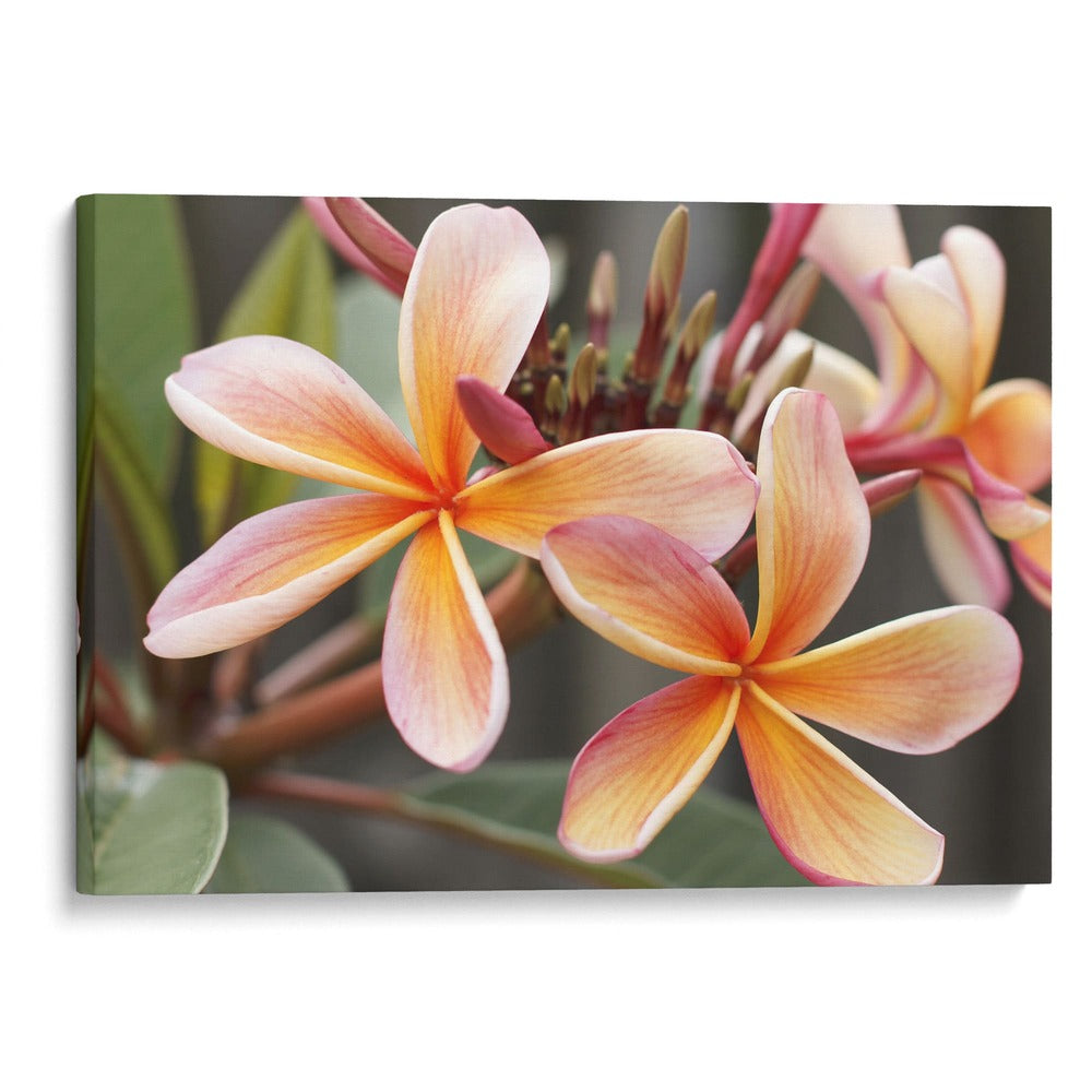 Flores naturales