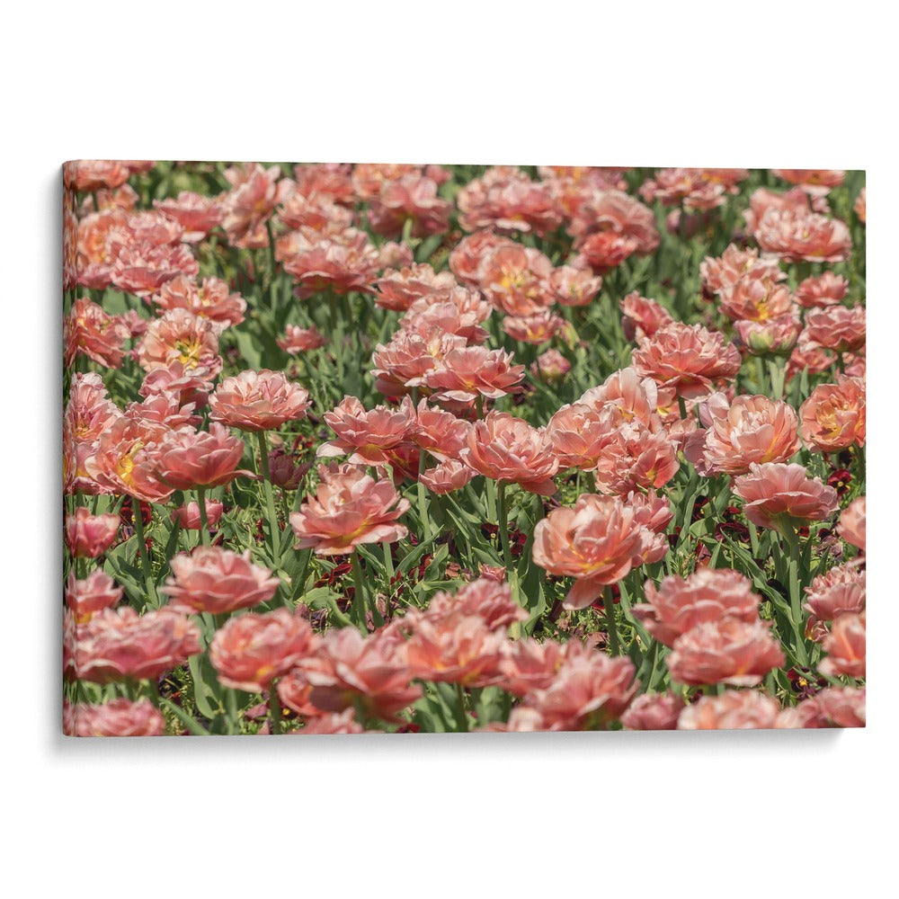 Paisaje floral