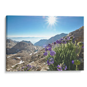 Flores de montaña