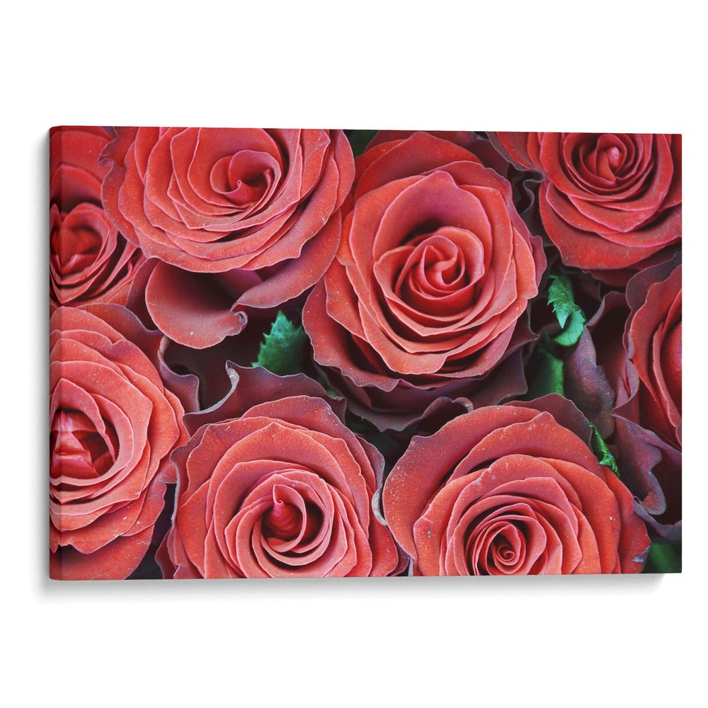 Flores de paz