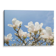 Flores de la luz