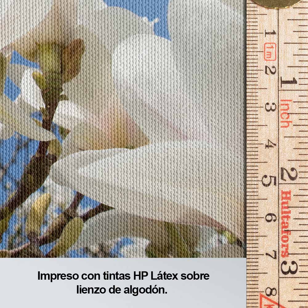 Flores de la luz