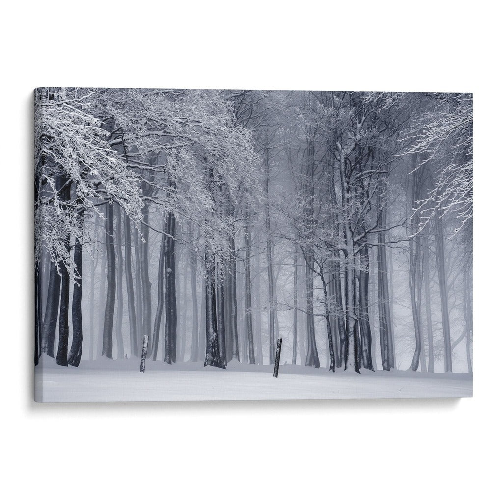 Bosque nublado