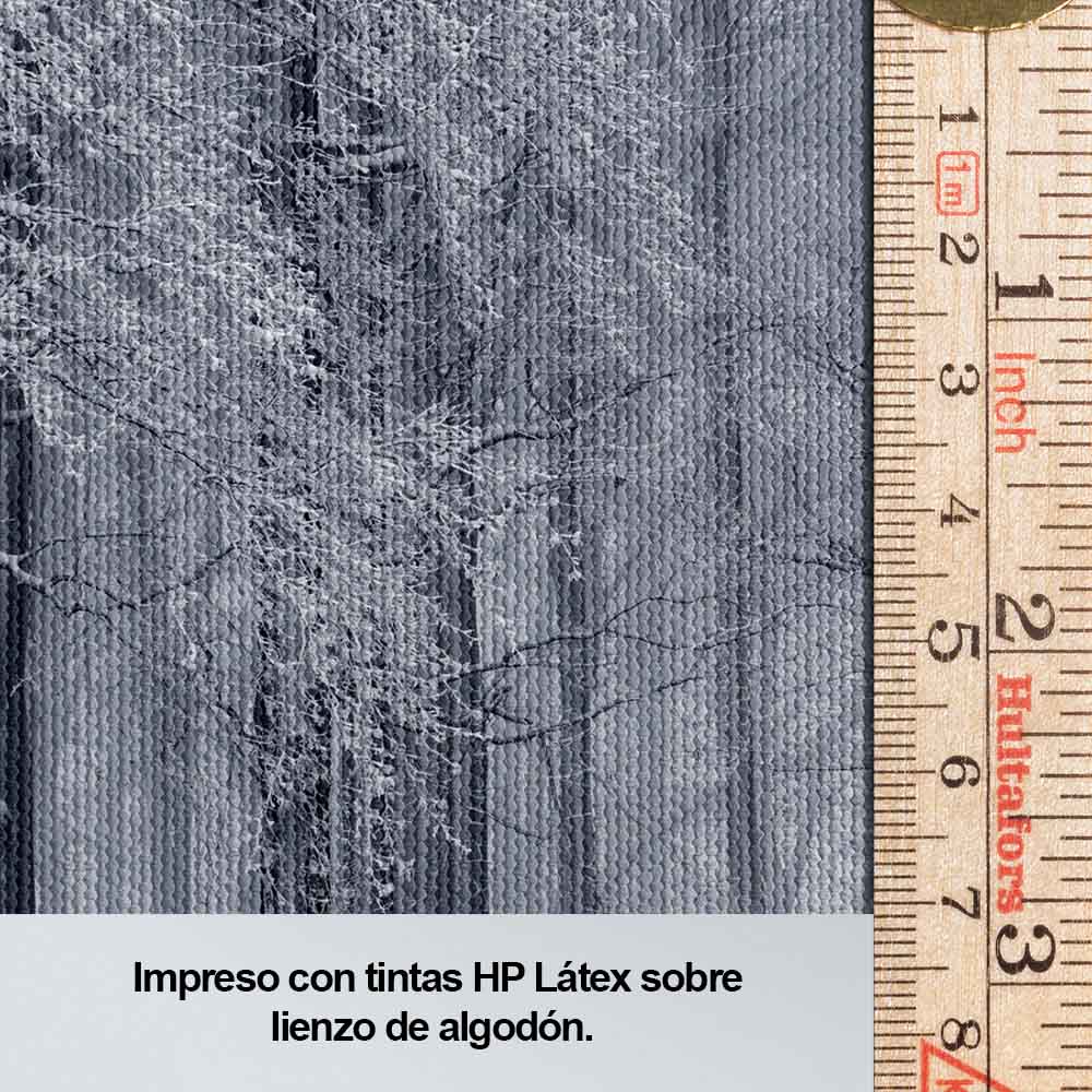 Bosque nublado